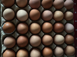 Hatching eggs chicken, duck,quail