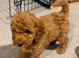 Poodle
