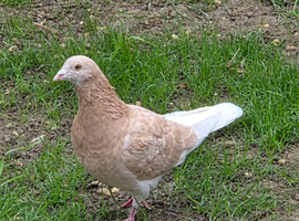 Female