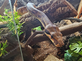BCC female