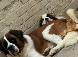 Saint Bernard Puppies For Sale
