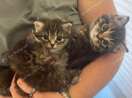 Three gorgeous kittens looking for their forever homes