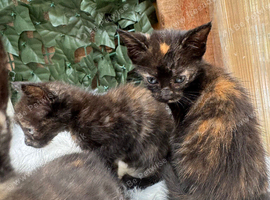 FLUFFY CALICO FEMALE KITTENS TO RESERVE