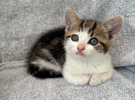 Gorgeous kittens