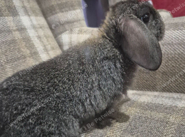 minilop little girl for sale