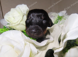 Miniature dashound puppies