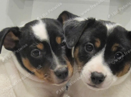 TWO BEAUTIFUL PUPPIES LOOKING FOR THEIR FOREVER HOMES