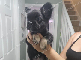 Fluffy french bulldog male 9 weeks old