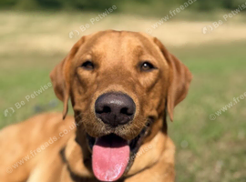 12 month old fox red Labrador
