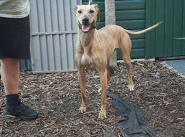 bull greyhound female