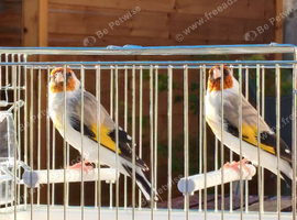 Siberian goldfinch