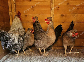 Cream Crested Legbar eggs