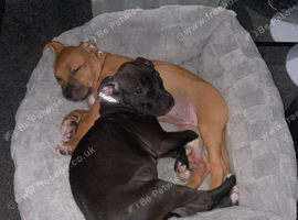 Lovely black staff x American bulldog