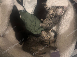 British shorthair cross tabby kittens