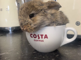 Gorgeous 12 week old snuggle bunny