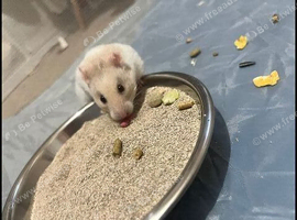 4month old female hamster