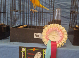 Top quality yorkshire canary