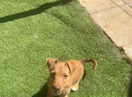 Wired haired terrier pup