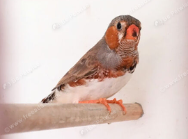 Triple orange carrier young cock zebra finch