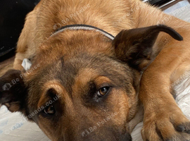 German shepherd cross Belgium manolis