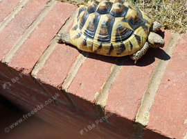 Feamale Hermanns tortoise for sale