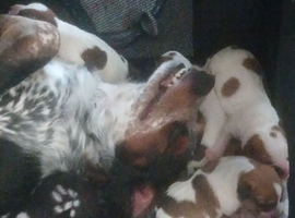 Puppies