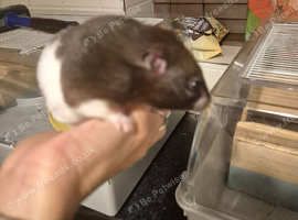 Male hamster