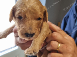 Beautiful F2b Goldendoodle puppies