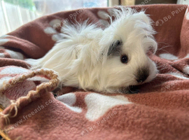 Funky baby girl guinea pigs