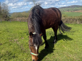 Penny- Companion home needed
