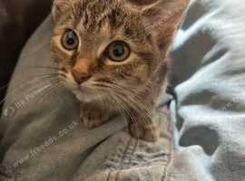 Looking for a for a Tabby