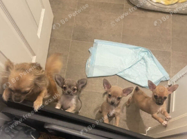 Beautiful Chihuahua Puppies Available
