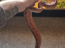 Orange Corn Snake