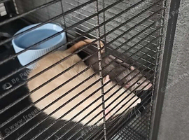 2 male bonded rats