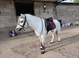 Registered Welsh Section A Gelding approx 11hh