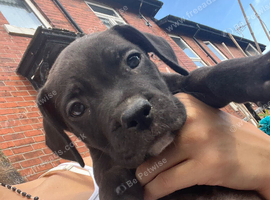 Amstaff puppies