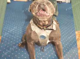 Stud dog blackpool