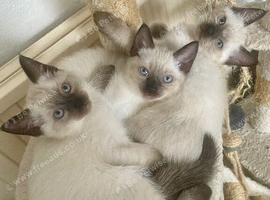 Siamese x Ragdoll delivery available