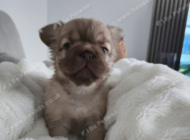 FLUFFY FRENCH BULLDOG - FOREVER HOME WANTED