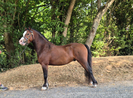 Stunning 3-Year-Old Bay Gelding