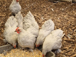 Chicken