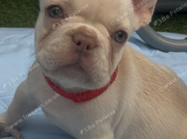 Platinum.blue eyes frenchies