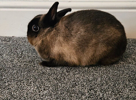 Pure Bred Netherland Dwarf Doe