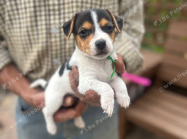 Jack Russel puppies