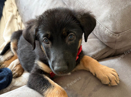 Sheprador puppy