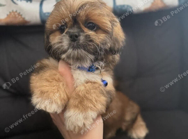 Blue collar Boy Shih Tzu