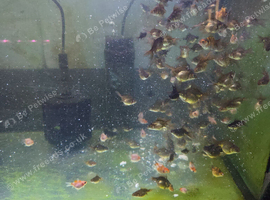 Fantails and butterfly tail moores