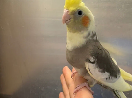 2 hand reared baby cockatiels available