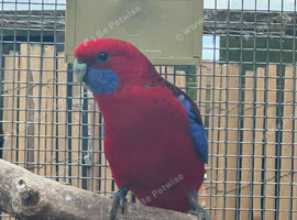 Male Crimson Rosella