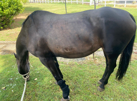 Companion horse for long term loan